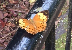 Cupha erymanthis lotis