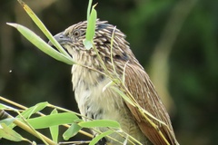 Centropus bengalensis