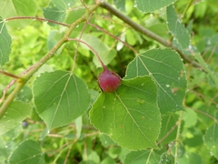 Harmandiola tremulae