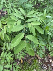 Monanthotaxis caffra