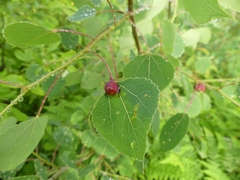 Harmandiola tremulae