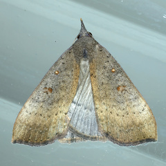 Rhapsa suscitatalis