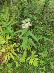 Eupatorium perfoliatum