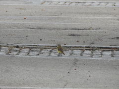 Machetornis rixosa