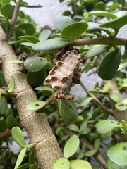Ropalidia guttatipennis