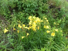 Hemerocallis lilioasphodelus