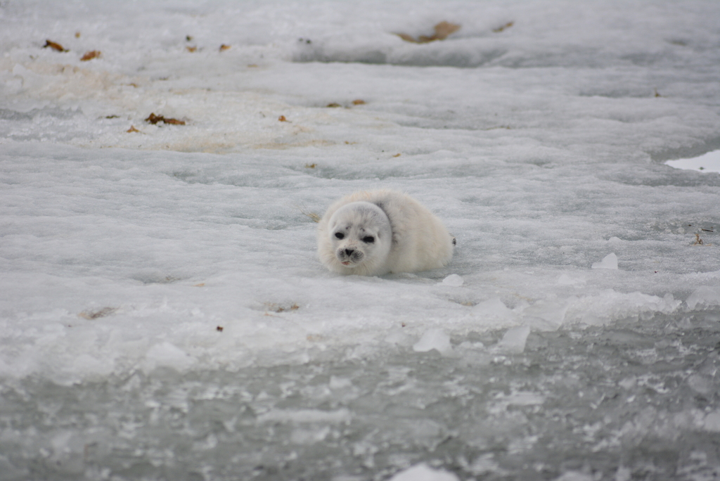 White-coated ringed seal pup sitting on the snow-covered sea ice