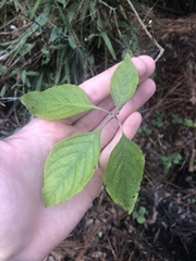 Callicarpa americana