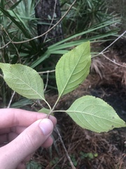 Callicarpa americana