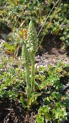 Brachystele unilateralis