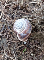 Otala punctata