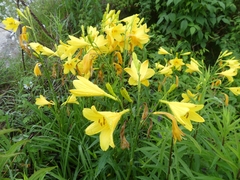 Hemerocallis lilioasphodelus