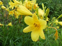 Hemerocallis lilioasphodelus