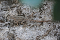 Sceloporus merriami merriami