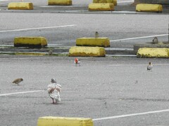 Passer domesticus