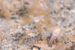 Phoronis