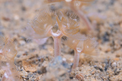 Phoronis