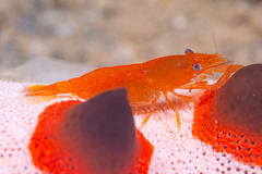 Zenopontonia soror