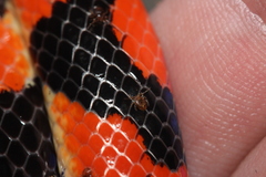 Parasitiformes