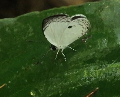 Neopithecops zalmora zalmora