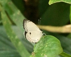 Neopithecops zalmora zalmora