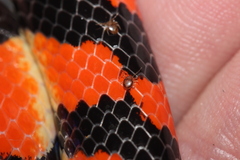 Parasitiformes