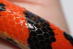 Parasitiformes