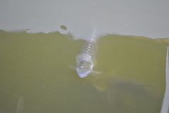 Barbonymus gonionotus