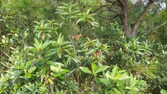 Melastoma sanguineum