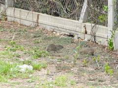 Cavia aperea
