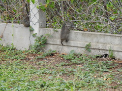 Cavia aperea