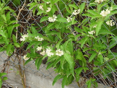 Solanum argentinum