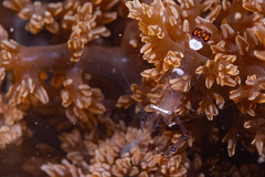 Ancylocaris brevicarpalis