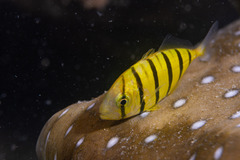 Gnathanodon speciosus