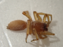 Cheiracanthiidae