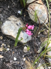 Erica irbyana