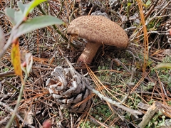 Suillus decipiens