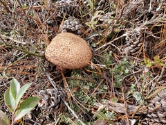 Suillus decipiens