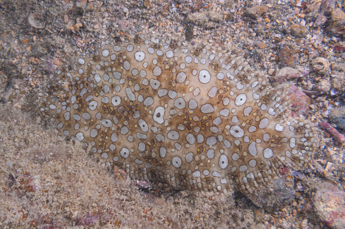 Ocellated sole (Pardachirus pavoninus) — Soleidae — 3