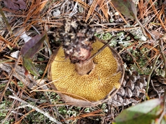 Suillus decipiens