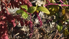Phytolacca americana