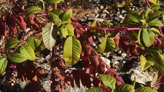 Phytolacca americana