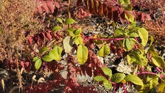 Phytolacca americana