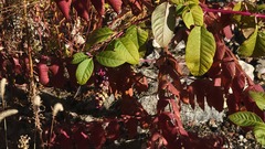 Phytolacca americana