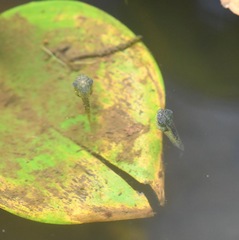 Sachatamia albomaculata