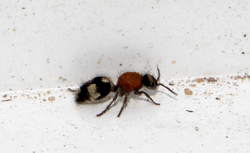 Dasylabris maura