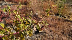 Phytolacca americana