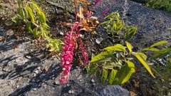 Phytolacca americana