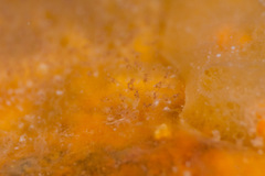 Entoprocta