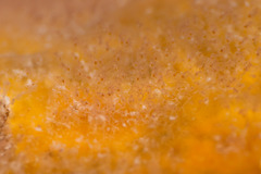 Entoprocta